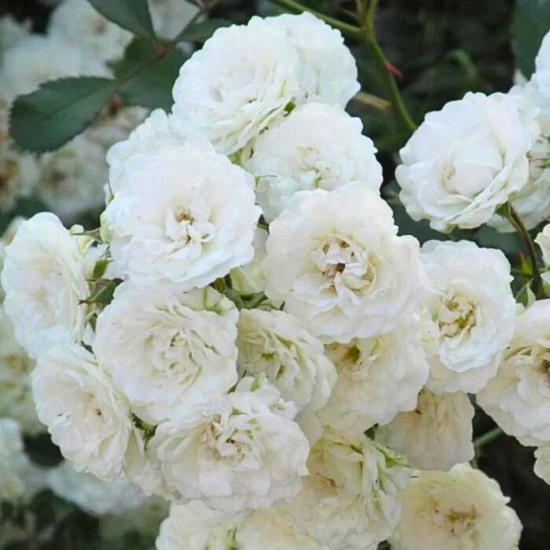 Роза Сноу Балет Роза Сноу Балет - Dolina-Sad.Ru