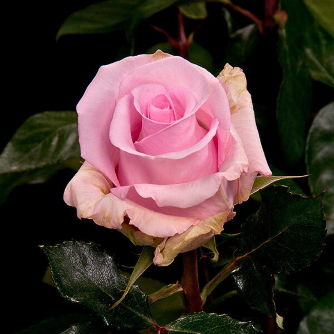 Роза Джессика Роза Джессика - Dolina-Sad.Ru