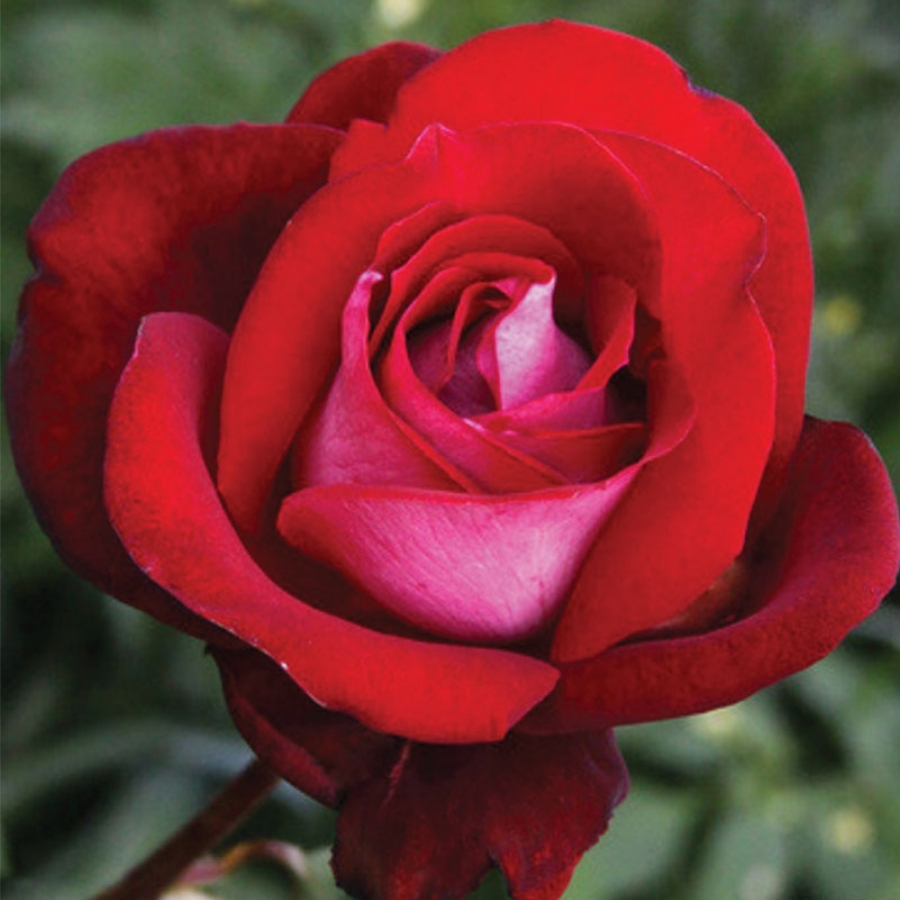 Роза Амазонка Роза Амазонка - Dolina-Sad.Ru