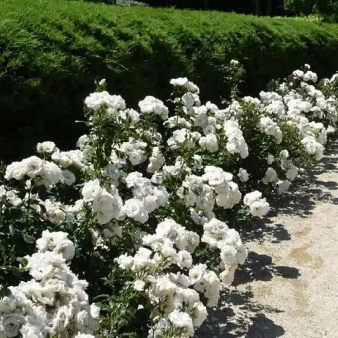 Роза Сноу Балет Роза Сноу Балет - Dolina-Sad.Ru