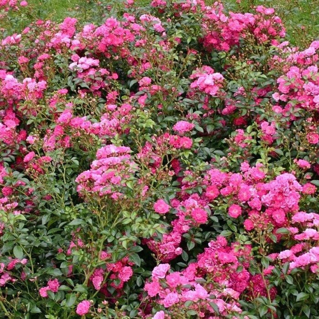 Роза Фейри Чангелинг Роза Фейри Чангелинг - Dolina-Sad.Ru