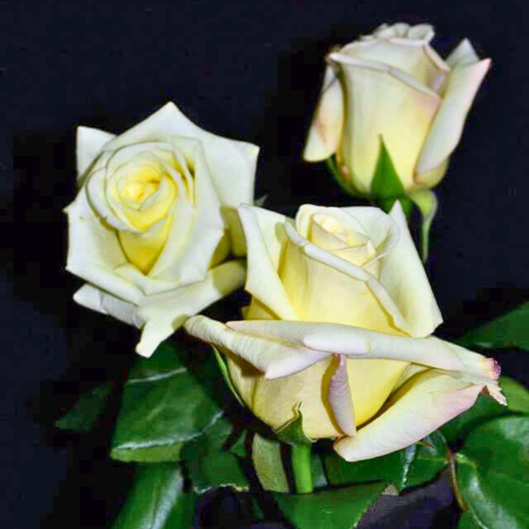 Роза Вирджиния Роза Вирджиния - Dolina-Sad.Ru