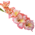 Гладиолусы (Луковицы)