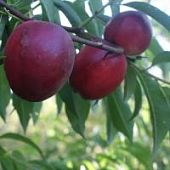 Нектарин Калдеси Нектарин Калдеси - Dolina-Sad.Ru