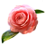 Камелия