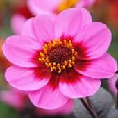 Георгина Винк Георгина Винк - Dolina-Sad.Ru