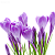 Крокусы