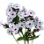 Флоксы (Корневища)